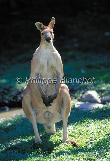 kangourou 1.JPG - Kangourou grisGrey kangarooMacropus giganteusThe Rainforest Habitat Wildlife SanctuaryPort DouglasQueenslandAustralie